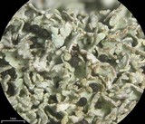 Cladonia stipitata image