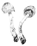 Leucoagaricus barssii image