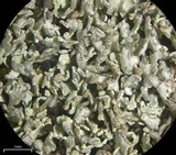 Cladonia stipitata image