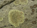 Dimelaena oreina image