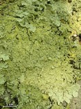 Flavoparmelia baltimorensis image