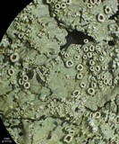 Flavoparmelia baltimorensis image