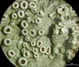 Flavoparmelia baltimorensis image