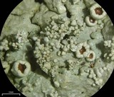 Flavoparmelia baltimorensis image