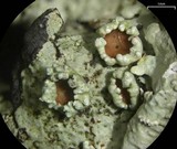 Flavoparmelia baltimorensis image