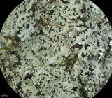 Heterodermia pseudospeciosa image