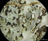 Heterodermia pseudospeciosa image