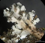 Heterodermia pseudospeciosa image