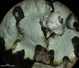 Hypotrachyna croceopustulata image