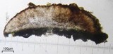 Lecanora subimmergens image