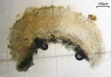 Lecanora subimmergens image