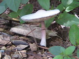Leucoagaricus americanus image