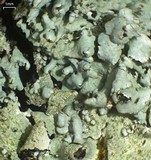Parmelinopsis horrescens image