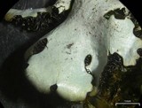 Parmelinopsis horrescens image