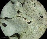Parmelinopsis horrescens image