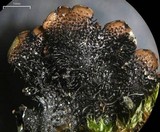 Parmelinopsis horrescens image