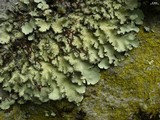 Parmotrema madagascariaceum image