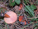 Lactarius substriatus image