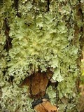 Parmotrema madagascariaceum image