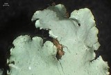 Parmotrema mellissii image
