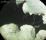 Parmotrema mellissii image