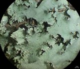 Parmotrema mellissii image