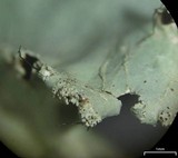 Parmotrema mellissii image