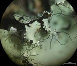 Parmotrema mellissii image