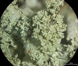Parmotrema mellissii image