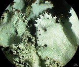 Parmotrema subisidiosum image
