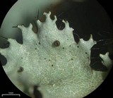 Parmotrema subisidiosum image