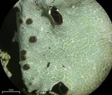 Parmotrema subisidiosum image