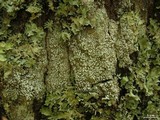 Pertusaria amara f. amara image