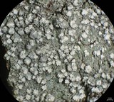 Pertusaria amara f. amara image