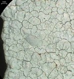 Phlyctis petraea image