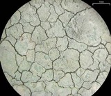 Phlyctis petraea image