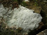 Phlyctis petraea image