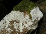 Phlyctis petraea image