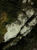 Phlyctis petraea image
