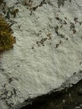 Phlyctis petraea image