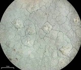 Phlyctis petraea image