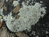 Physcia subtilis image