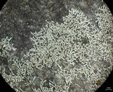 Physcia subtilis image