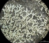 Physcia subtilis image