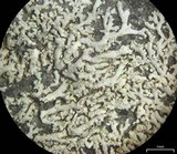 Physcia subtilis image