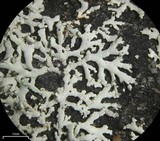 Physcia subtilis image