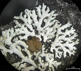 Physcia subtilis image