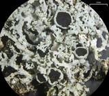 Physcia subtilis image