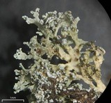Physcia subtilis image