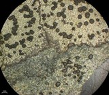 Rhizocarpon rubescens image
